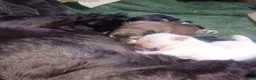 Mixed Breed dogs for sale: ShiChi 2 - Ad 3