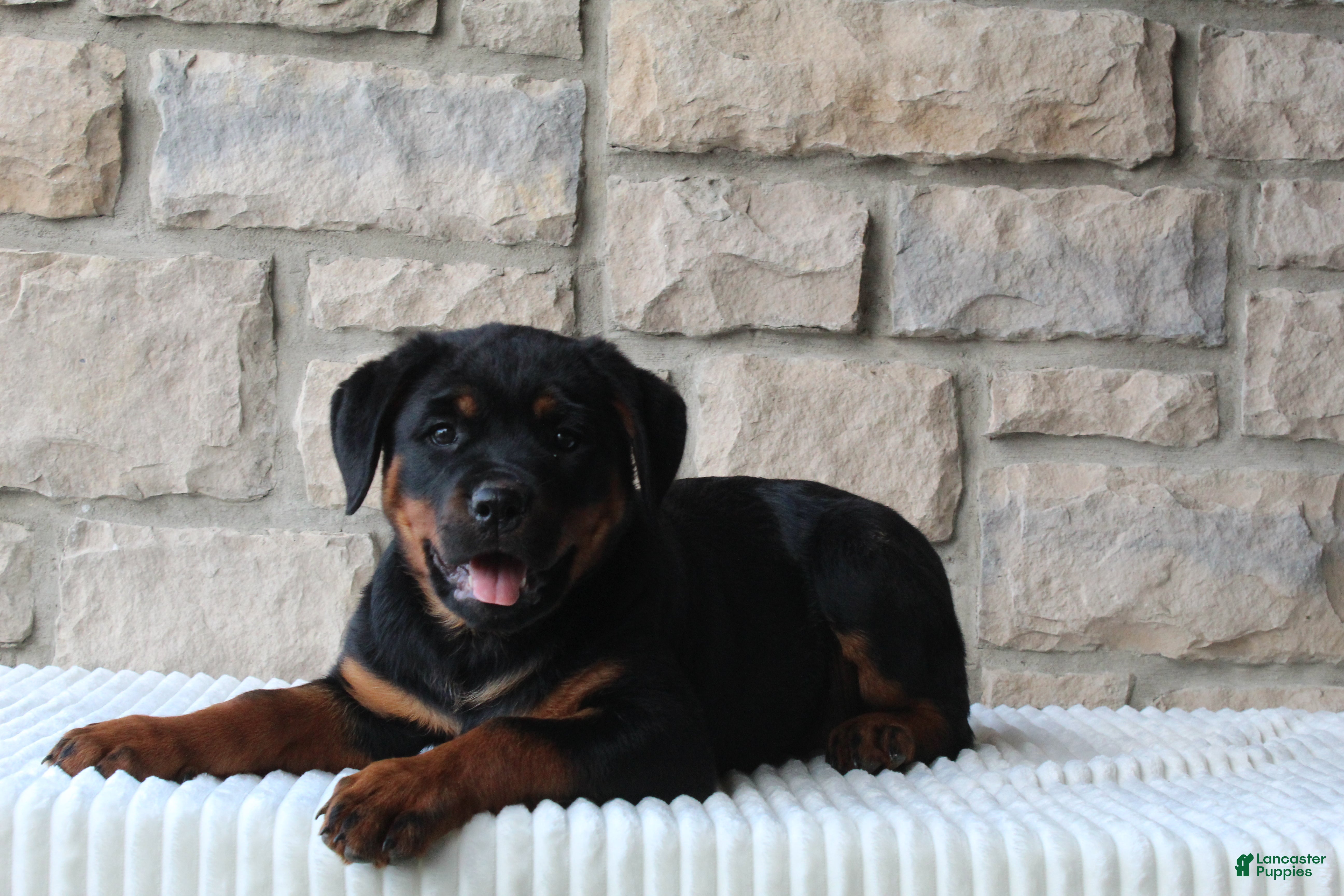 Rottweiler dogs Bella - Ad 1