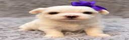 Maltese dogs for sale: Lilly  - Ad 2