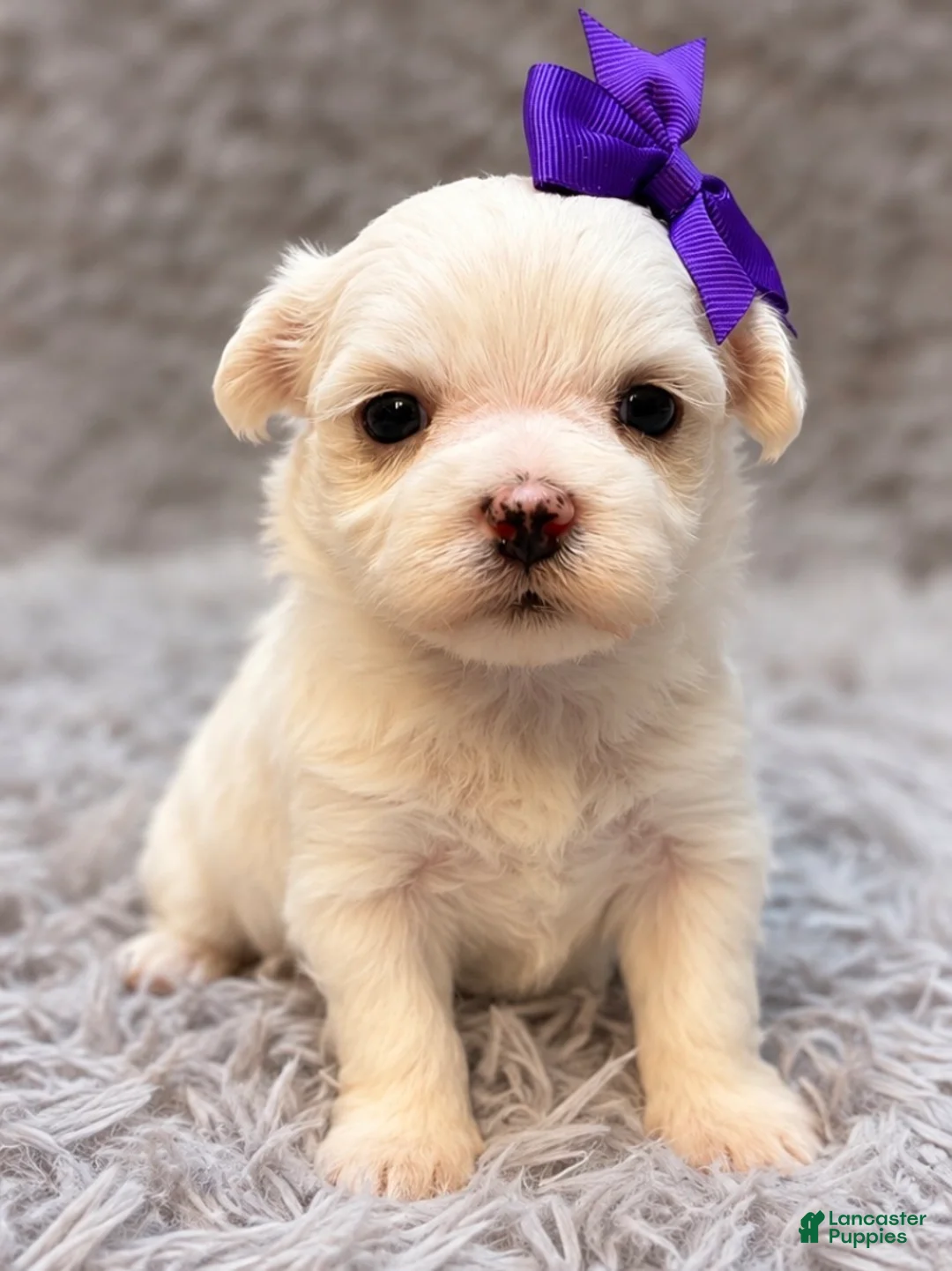 Maltese dogs for sale: Lilly  - Ad 2