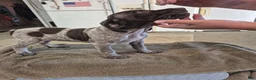 German Shorthaired Pointer dogs for sale: 3 German Shorthaired Pointer puppies  - Ad 4
