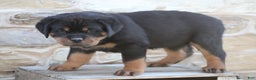 Rottweiler dogs for sale: Harmony - Ad 3