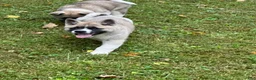 Akita dogs for sale: Aurora  - Ad 7