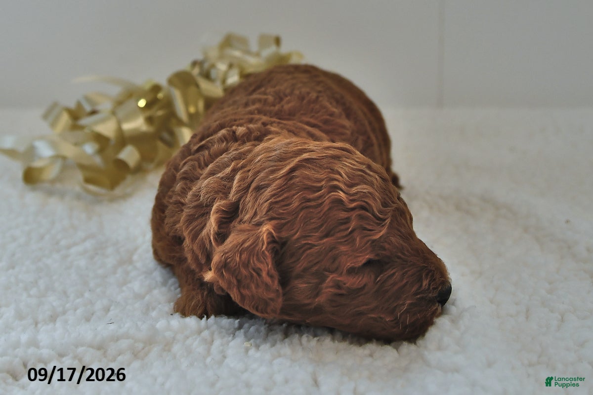 Mini Goldendoodle dogs Basil - Ad 2