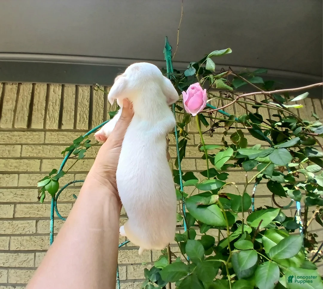 Dachshund dogs for sale: Nationwide delivery. Sugar pies white girl with blue eyes - Ad 2