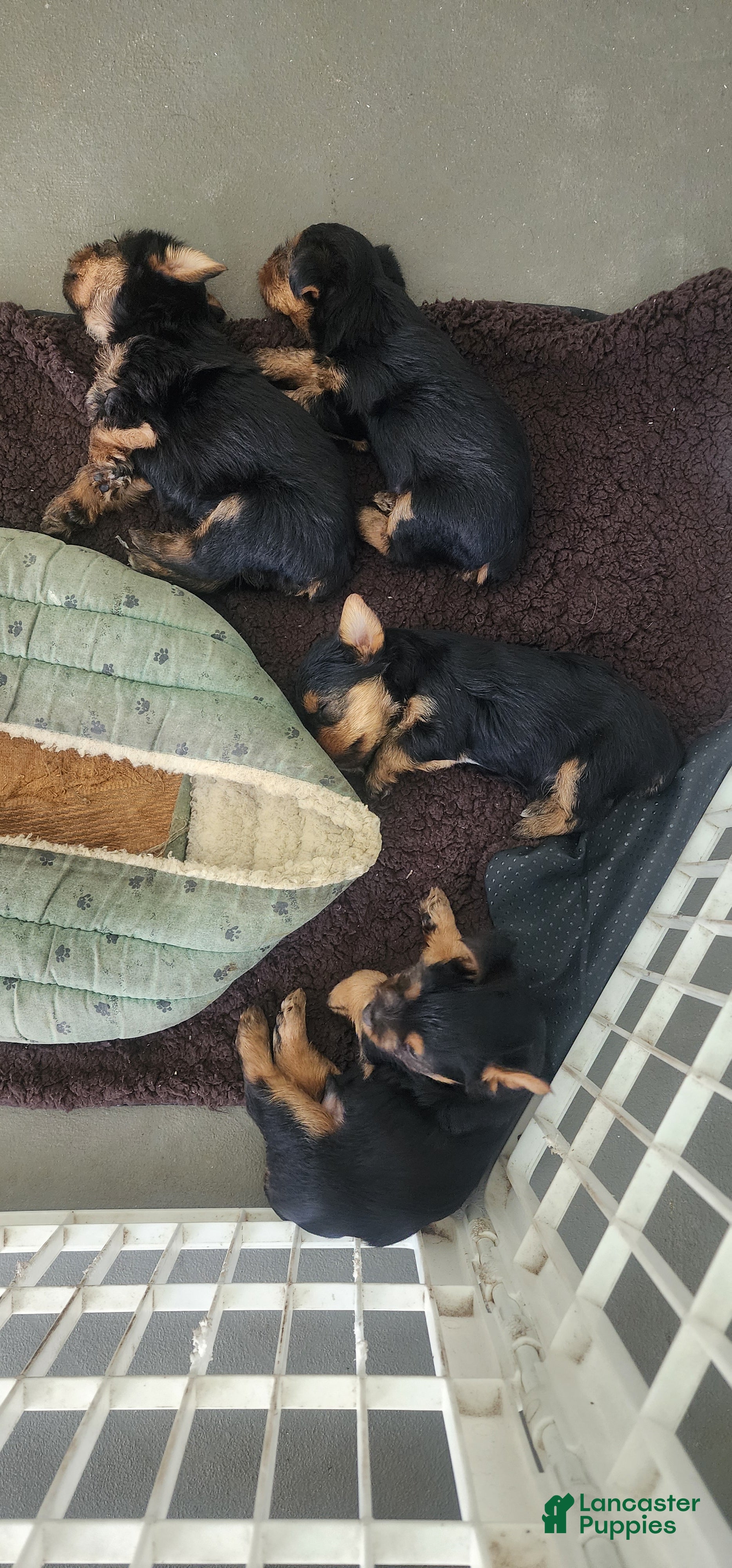 Yorkshire Terrier (Yorkshire Terrier, Male) in Hudson, FL