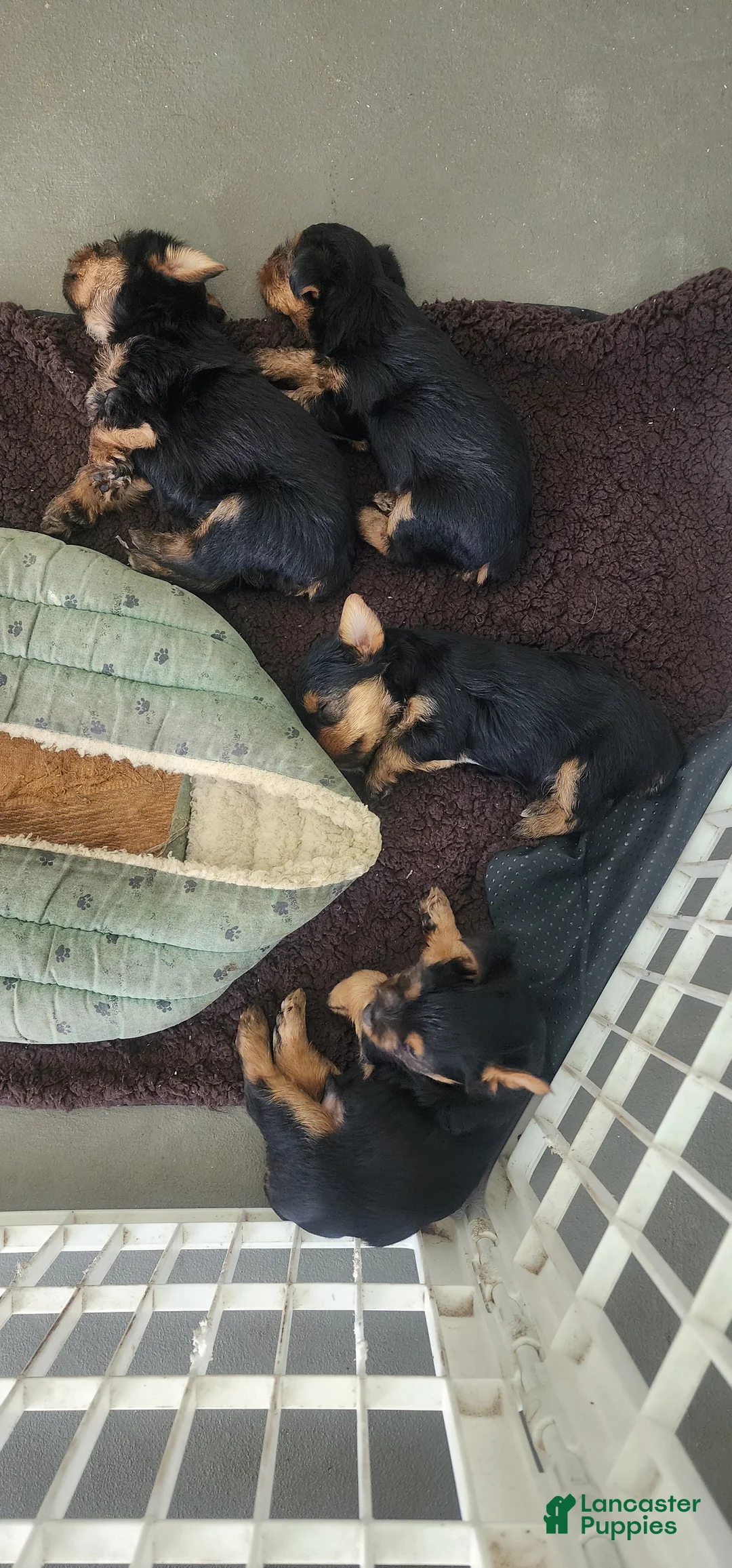 Yorkshire Terrier dogs for sale: Yorkshire Terrier 2 - Ad 1