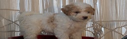 Cavapoo dogs for sale: Avery - Ad 8