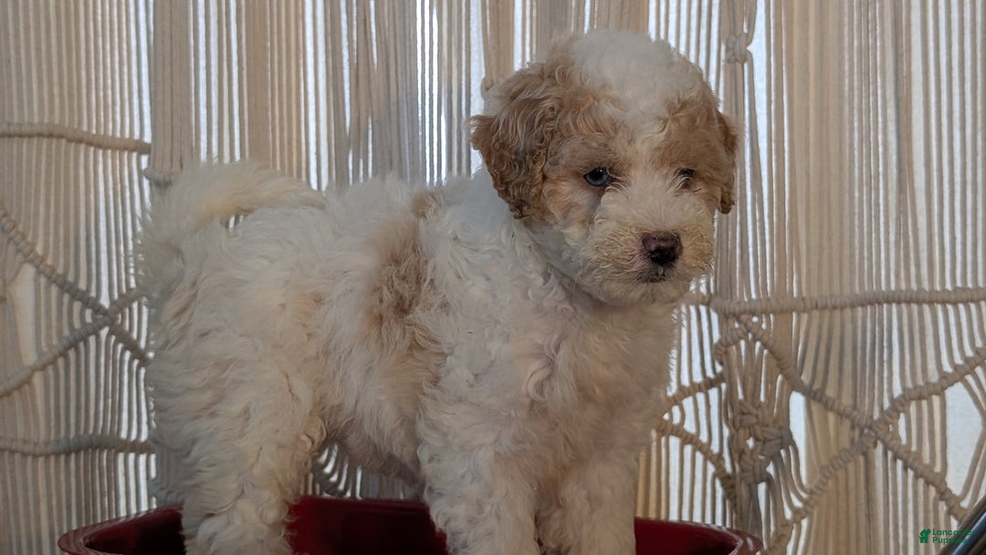 Cavapoo dogs for sale: Avery - Ad 8