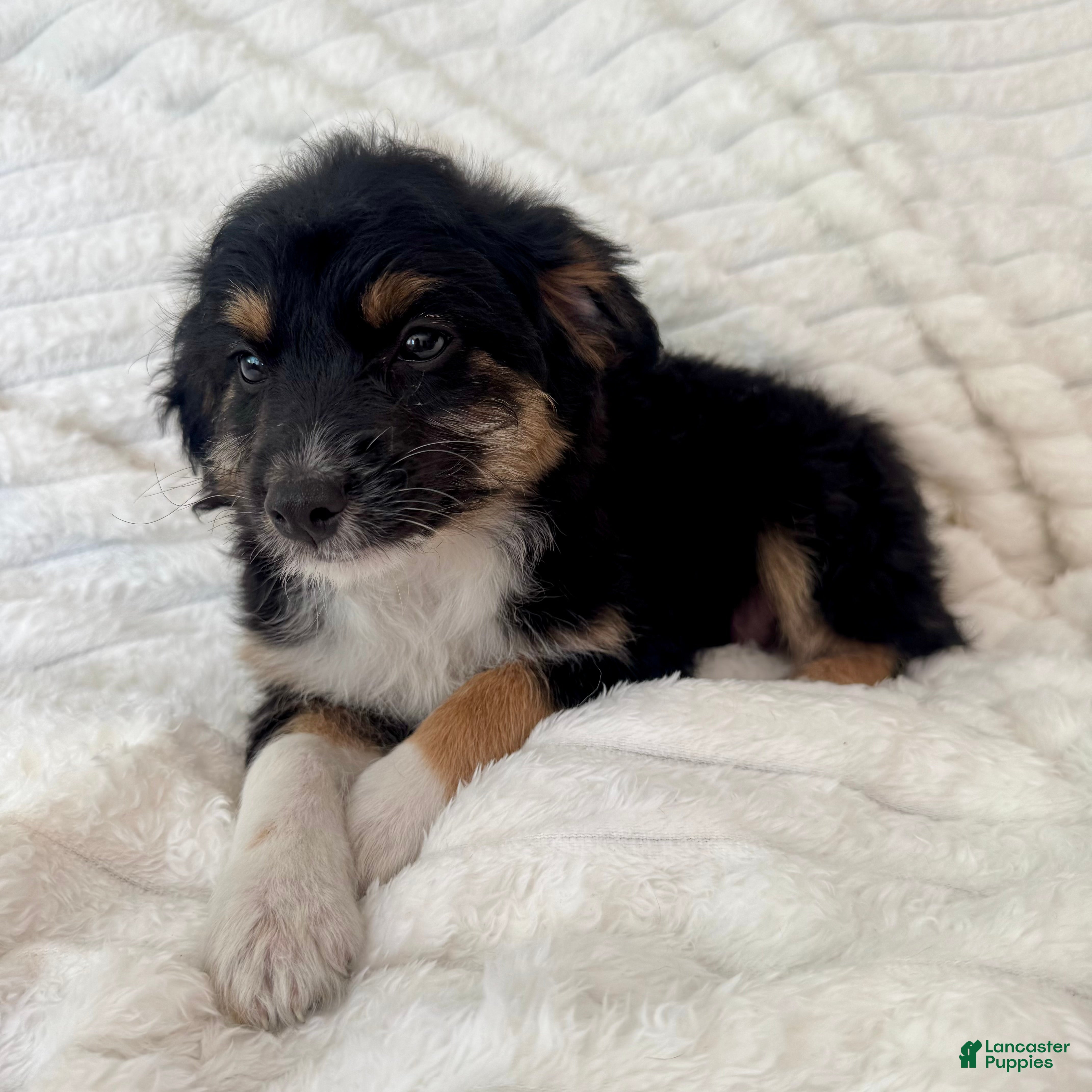 Mixed Breed dogs Bruno - Ad 20