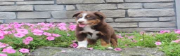 Australian Shepherd dogs for sale: Peaches  - Ad 1