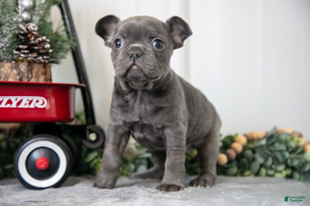 Mixed Breed dogs for sale: Meadow - Ad 3