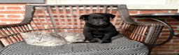 Mixed Breed dogs for sale: Mixed Breed Puppy 1 - Ad 10