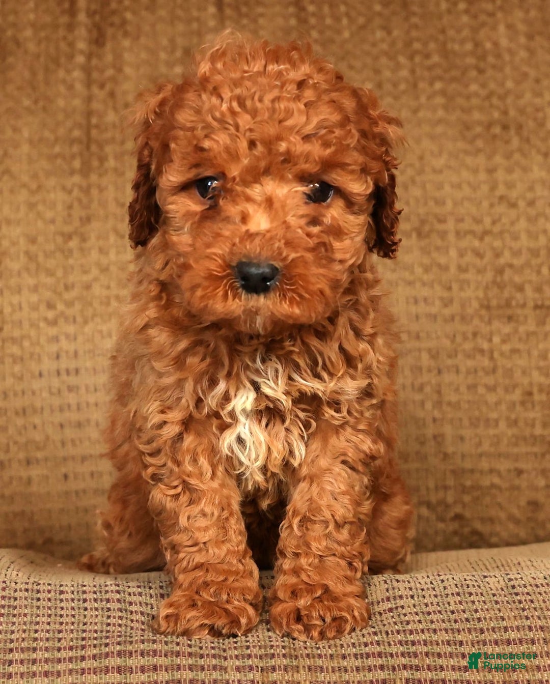 Mini Goldendoodle dogs for sale: Luke - Ad 6