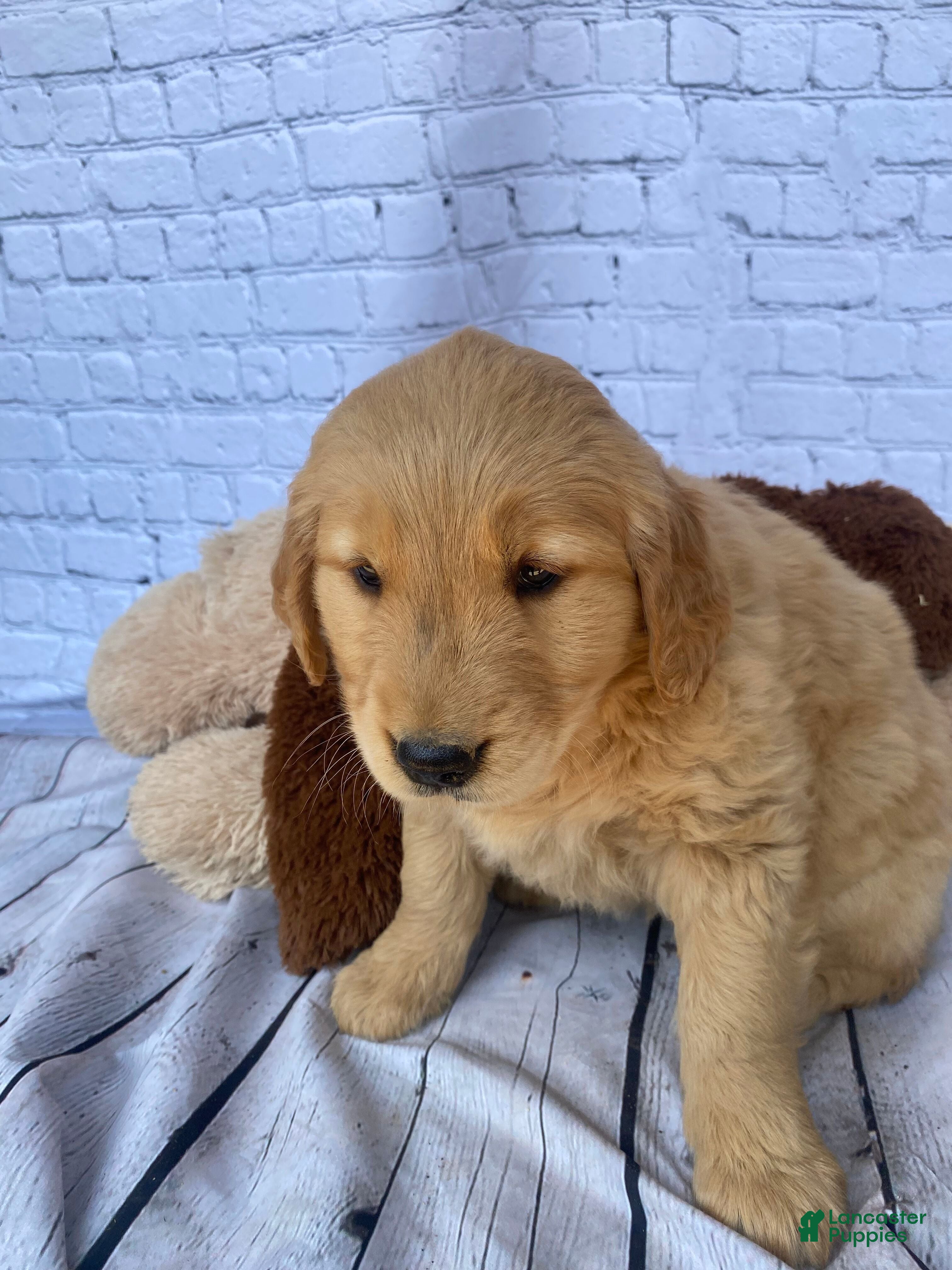 Golden Retriever dogs Goldy - Ad 2