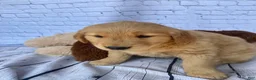 Golden Retriever dogs for sale: Goldy - Ad 1