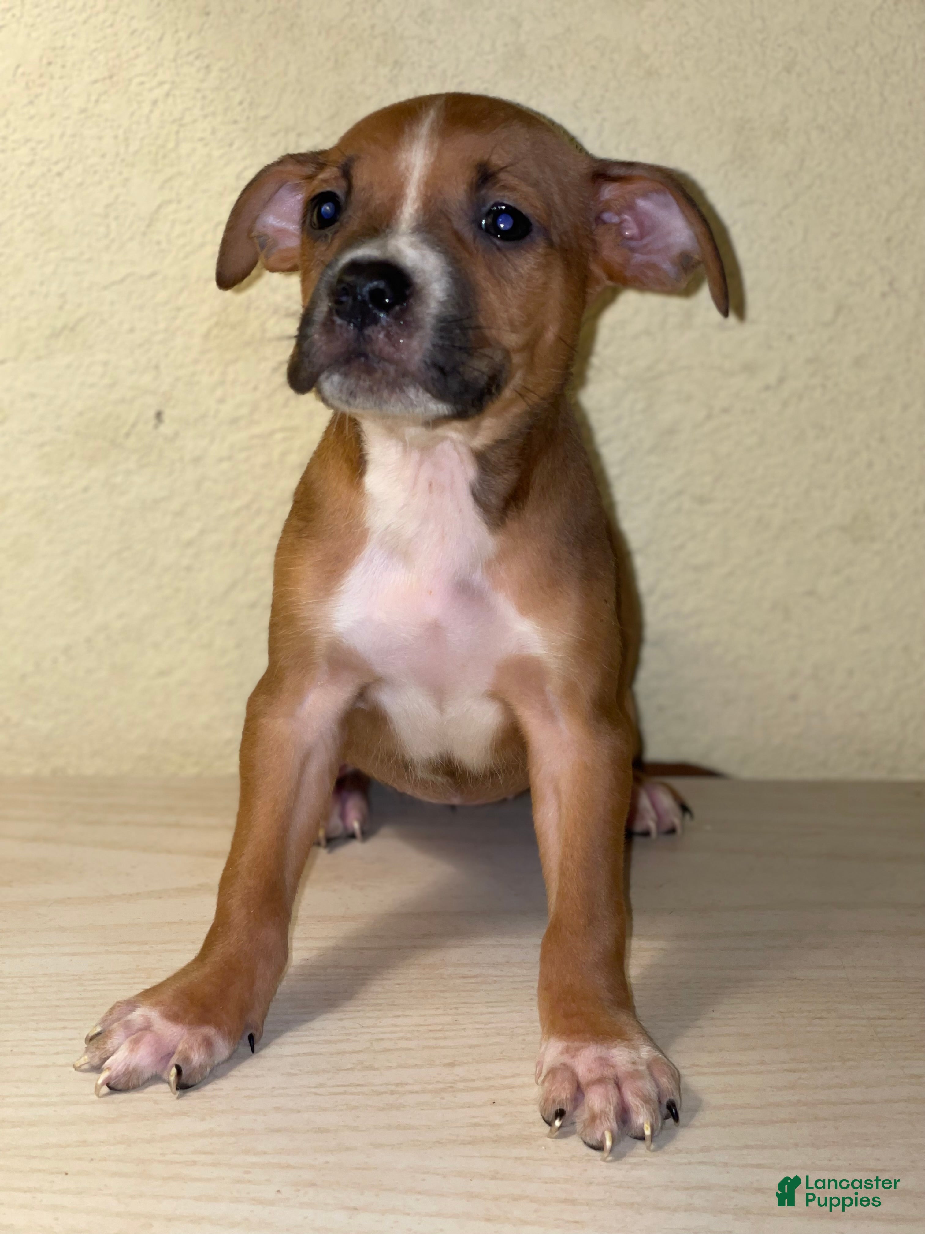 American Pit Bull Terrier dogs American Pit Bull Terrier Puppy 9 - Ad 24