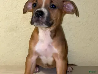 American Pit Bull Terrier dogs American Pit Bull Terrier Puppy 9 - Ad 22