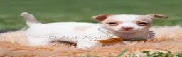 Chihuahua dogs for sale: Sushi AKC - Ad 12