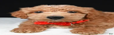 Sparky F1B