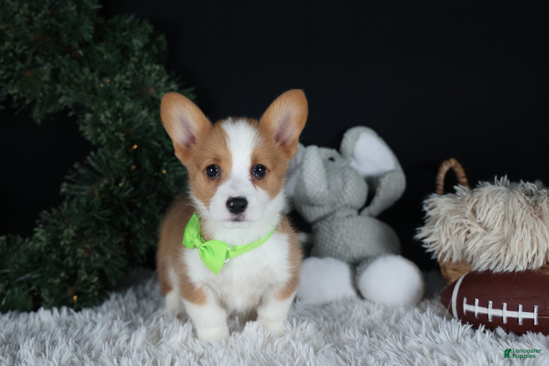 Welsh Corgi Pembroke dogs for sale: Hudson - Ad 12