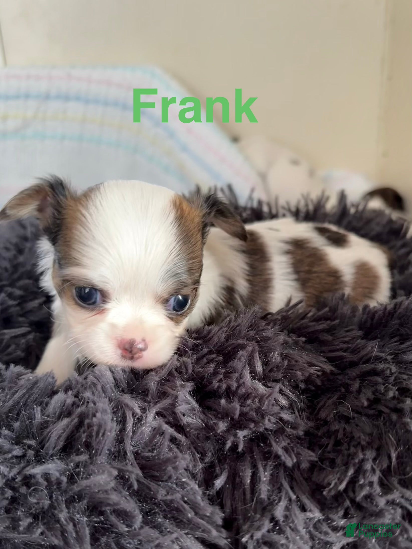 Chihuahua dogs Chihuahua Puppy 3 - Ad 25