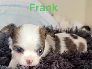 Chihuahua dogs Chihuahua Puppy 3 - Ad 25