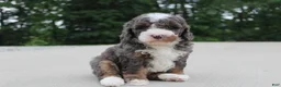 Mini Bernedoodle dogs for sale: Archie  - Ad 3