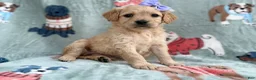 Goldendoodle dogs for sale: Brylynn - Ad 6