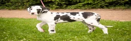 Great Dane dogs for sale: Joy - Ad 6