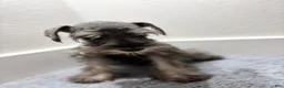 Miniature Schnauzer dogs for sale: Miniature Schnauzer 1 - Ad 2