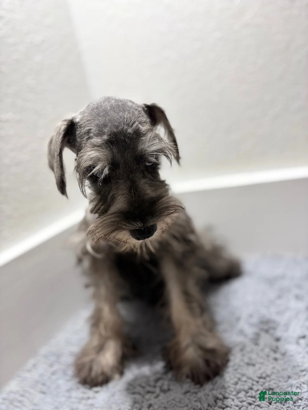 Miniature Schnauzer dogs for sale: Miniature Schnauzer 1 - Ad 2