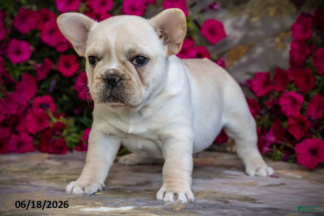French Bulldog dogs for sale: Snow - Ad 2
