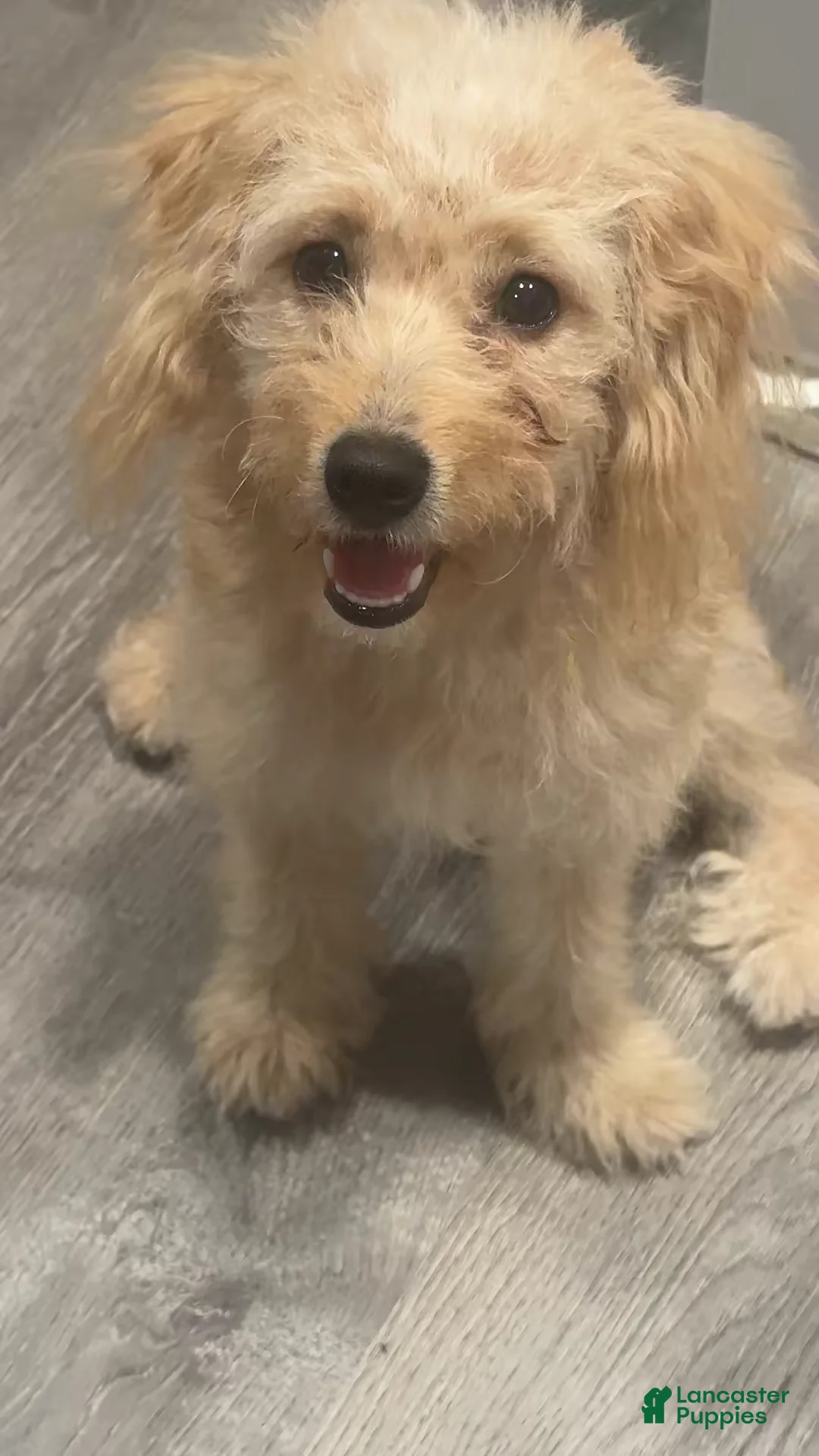 Mixed Breed dogs for sale: Pugsley  - Ad 3