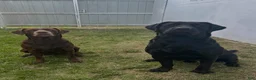 Labrador Retriever dogs for sale: Labrador Retriever Puppy 2 - Ad 6