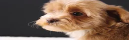 Shihpoo dogs for sale: Theo - Ad 4