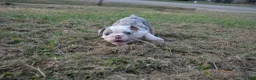 English Bulldog dogs for sale: Butterfly  - Ad 4