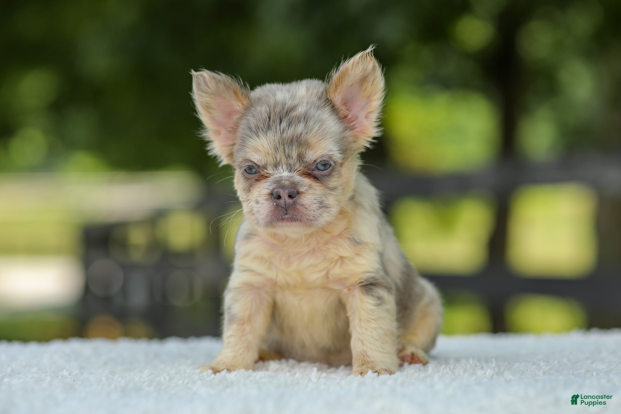 French Bulldog dogs Lacy - Ad 2