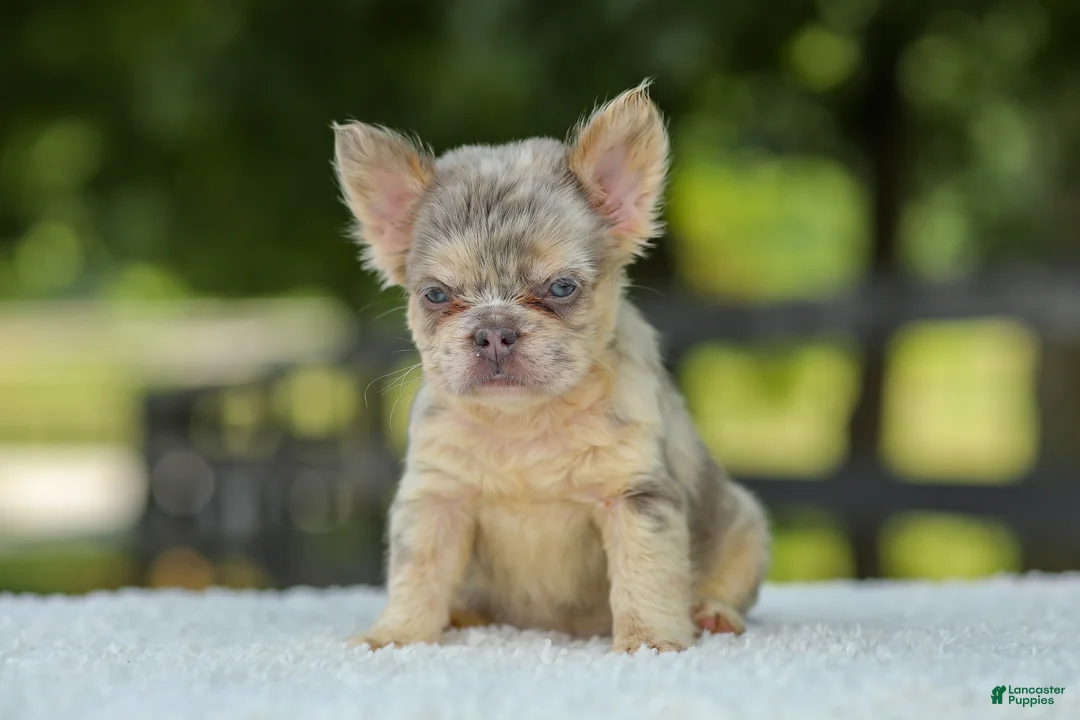 French Bulldog dogs for sale: Lacy - Ad 2