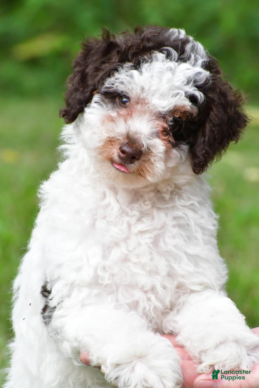 Miniature Poodle dogs Shadow - Ad 1