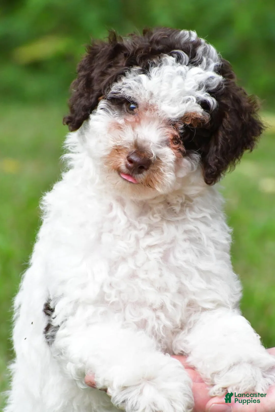 Miniature Poodle dogs for sale: Shadow - Ad 1