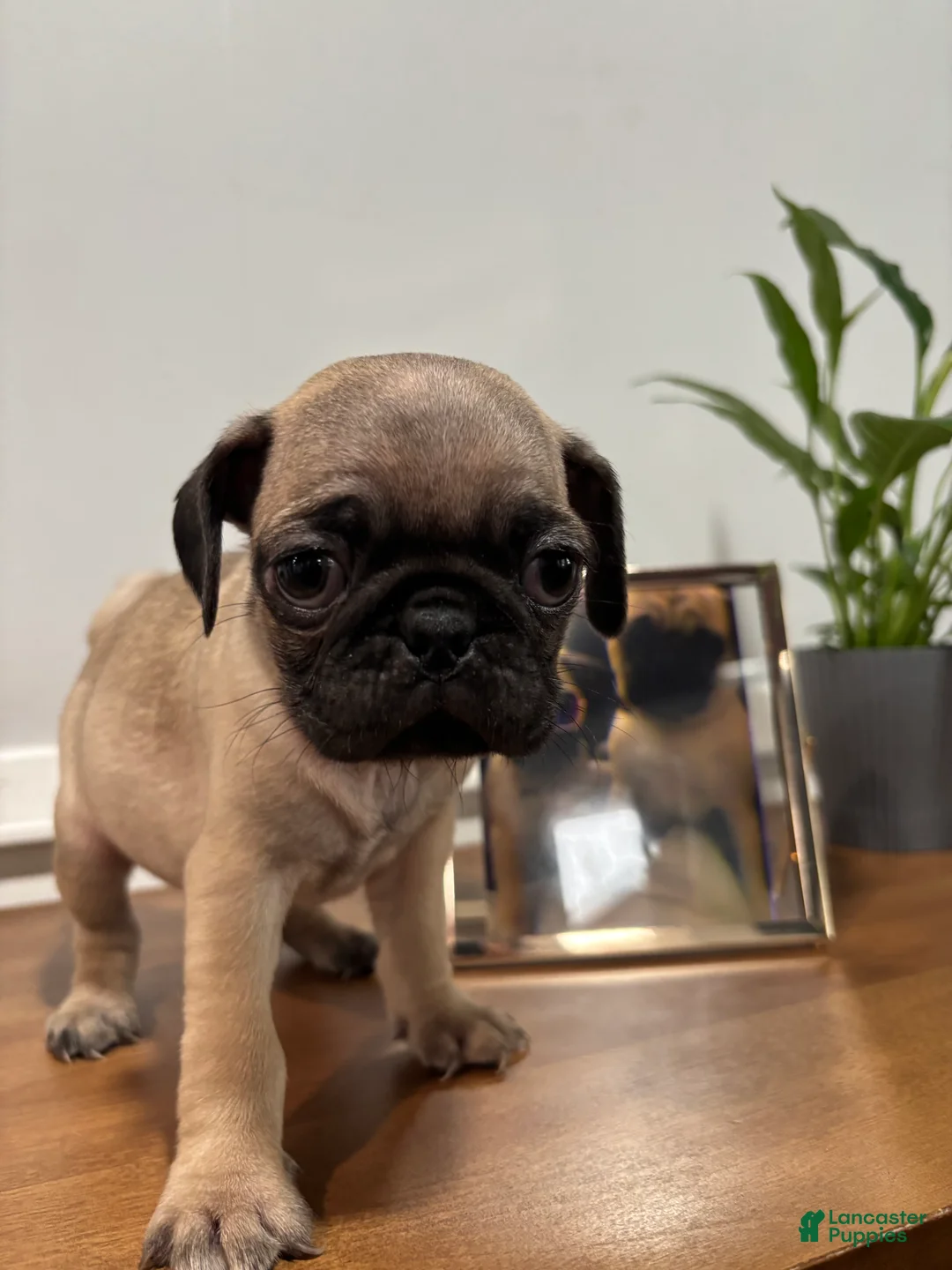 Pug dogs for sale: Pug Puppy 2 - Ad 1