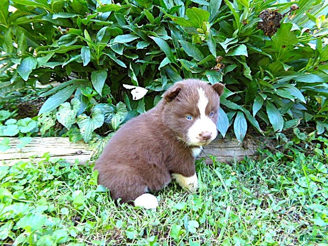 Siberian Husky dogs S6 - Ad 1