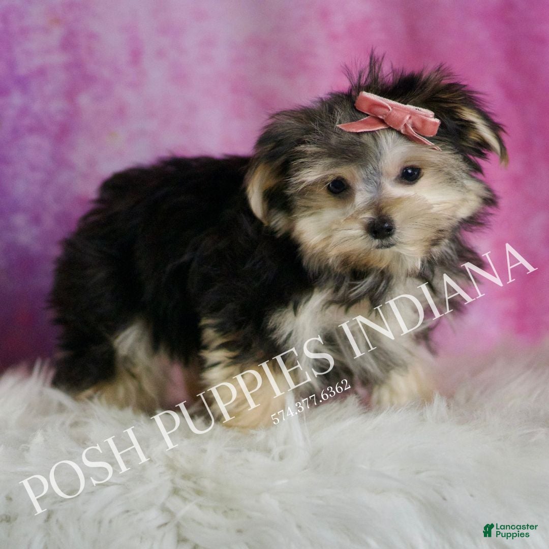 Morkie dogs for sale: Sanoma  - Ad 5