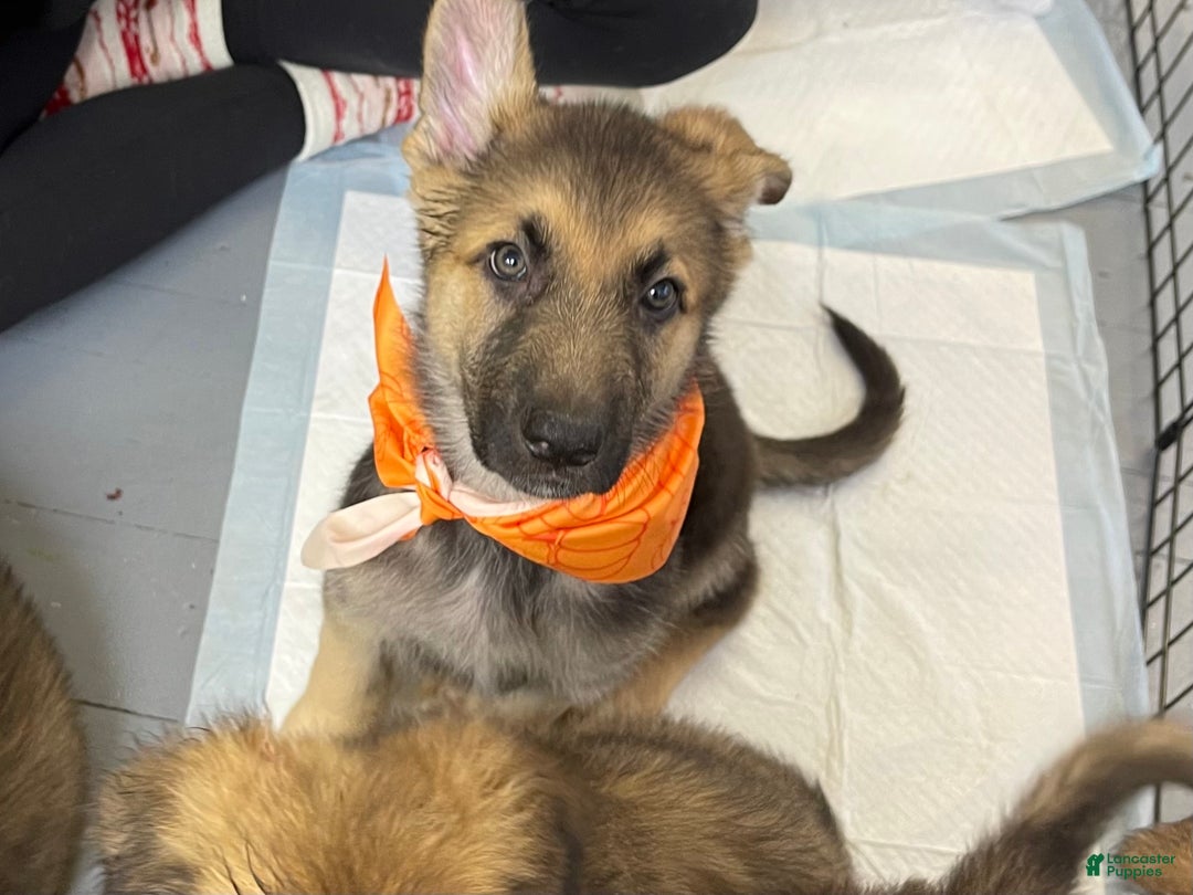 German Shepherd dogs for sale: Chopin - Ad 2
