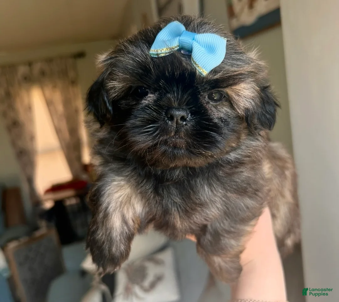 Shih Tzu dogs for sale: Shih Tzu GIRL 1 - Ad 1