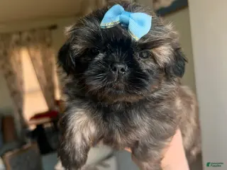 Shih Tzu dogs Shih Tzu GIRL 1 - Ad 40