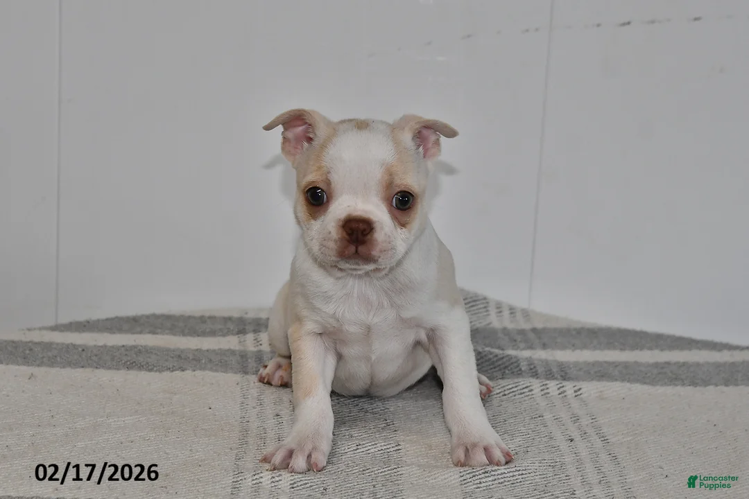 Boston Terrier dogs for sale: Riley - Ad 1