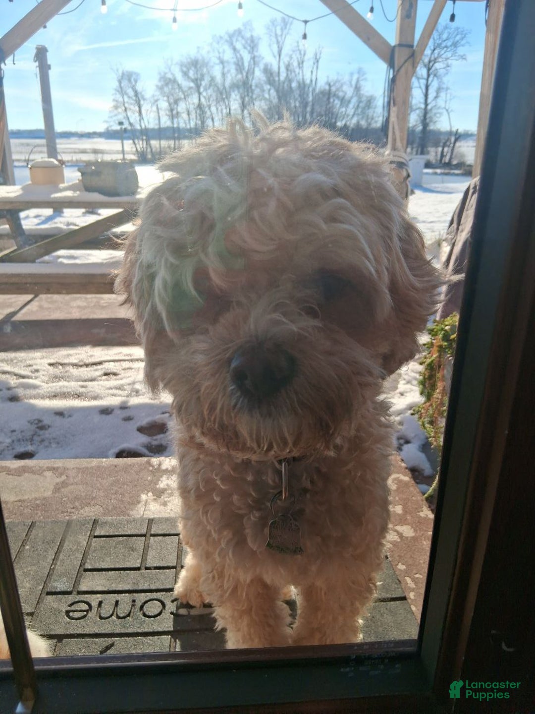 Cavapoo dogs for sale: Cavapoo Puppy 2 - Ad 5