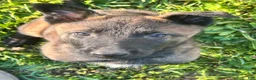Belgian Malinois dogs for sale: Benjamin - Ad 2
